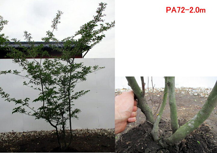 楽天市場 現品発送 アカバナエゴノキ ピンクチャイム 紅花エゴノキ 株立樹高1 9 2 3m 根鉢含まず シンボルツリー 庭木 植木 落葉樹 落葉高木 花木 送料無料 ぐりーんぐりーん