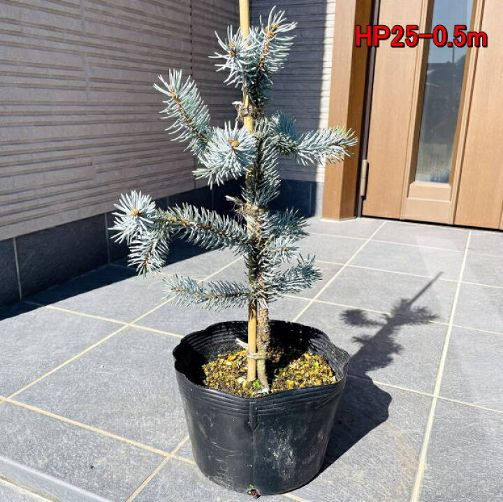 もみの木 ウラジロモミノキ 樹高1 2 1 3m 本物のモミノキ クリスマスツリー 根鉢含まず 樅ノ木 クリスマス もみの木 ウラジロモミノキ 樹高1 2 1 3m 本物のモミノキ クリスマスツリー 根鉢含まず 樅ノ木 クリスマス