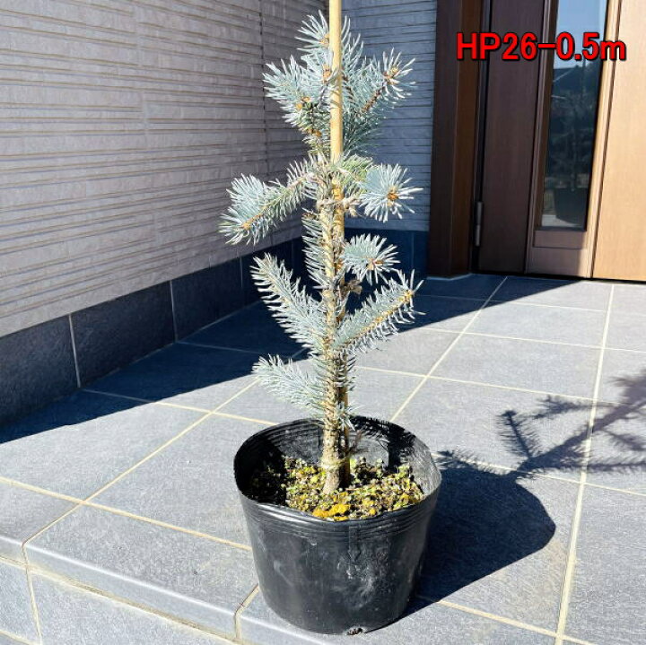 もみの木の王様プンゲンストウヒ ホプシー つぎ木苗 樹高50 60cm 鉢底から クリスマスツリー モミノキ 贈呈