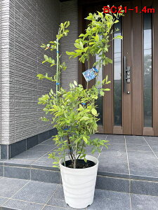 ブルーベリー 鉢植え 植木 盆栽の人気商品 通販 価格比較 価格 Com