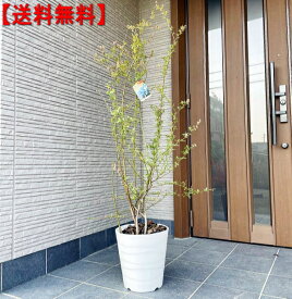 楽天市場 ブルーベリー 植木 ガーデニング 農業 花 ガーデン Diyの通販