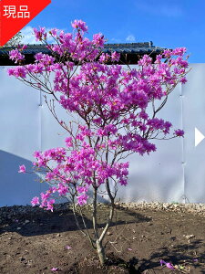 yiz~coccW 2.2-2.4m(܂܂jc c OtUP TLccW V{c[  A t t؁yz