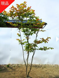 【現品発送】ナツハゼ樹高1.8-2.3m(根鉢含まず)紅葉 庭木 植木 落葉樹 落葉低木【送料無料】