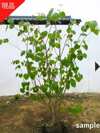 【現品発送】マルバノキ 丸葉の木 樹高1.6m-1.7m(根鉢含まず）ベニマンサク 雑木 苗 苗木 庭木 植木 落葉樹 落葉低木【送料無料】