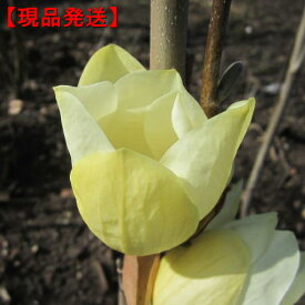 楽天市場 黄色 植木 ガーデニング 農業 花 ガーデン Diyの通販