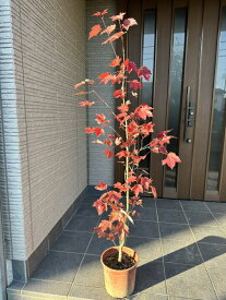 アメリカハナノキ(レッドサンセット) 樹高1.5m前後(鉢底から）7号 黒ポット 紅葉 カエデ シンボルツリー 庭木 植木 落葉樹 落葉高木【送料無料】