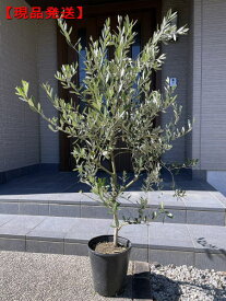 楽天市場 受粉 花粉 オリーブの通販