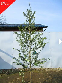 【現品発送】オリーブの木(アルベキナ)樹高1.7m-2.1m(根鉢含まず）シンボルツリー 庭木 植木 常緑樹 常緑高木【送料無料】