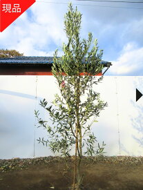 【現品発送】オリーブの木(ワンセブンセブン)樹高2.1m-2.4m(根鉢含まず）シンボルツリー 庭木 植木 常緑樹 常緑高木【送料無料】