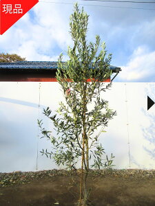 yGg[őSiP5{I 94 20:00`111:59܂ŁzyizI[u̖(ZuZu)2.1m-2.4m(܂܂jV{c[  A Ύ ΍؁yz