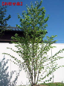 カツラ　株立樹高2.0m(根鉢含まず)　シンボルツリー　庭木　植木　落葉樹　落葉高木【送料無料】