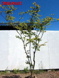 【現品発送】ナツハゼ樹高1.8-2.2m(根鉢含まず)紅葉 庭木 植木 落葉樹 落葉低木【送料無料】