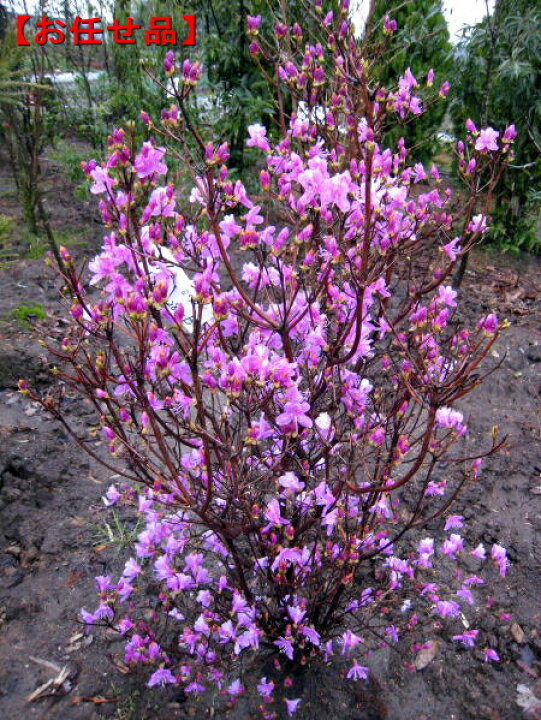 楽天市場】ミツバツツジ紫花樹高1.2m前後(根鉢含まず） 花木 庭木 植木 