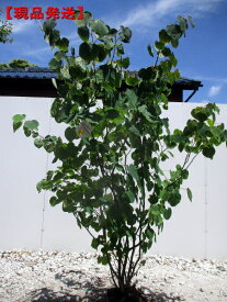 【現品発送】マルバノキ樹高1.4m-1.8m(根鉢含まず）庭木 植木 落葉樹 落葉低木【送料無料】