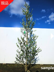 yizI[u̖(tgCI) 2.2-2.3m(܂܂) c c V{c[  A Ύ ΍ 