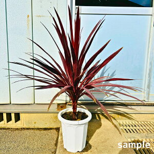 RWl(RfBl) bhX^[ 8 1.0mO(ꂩ) c c A V{c[  jICV A Ύ ΍؁yz