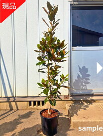 【現品発送】タイサンボク リトルジェム 樹高1.5-1.8m(鉢底から）9号 四季咲き 泰山木 シンボルツリー 庭木 植木 常緑樹 常緑高木【限定2本】