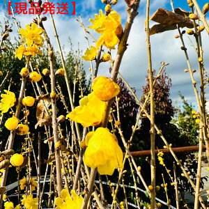 yizTi}QcEoCj1.5-1.6m(܂܂jV{c[  A؁@t@t؁@