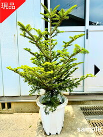 【現品発送】もみの木 モミノキ 本物のモミの木 鉢植え 7号鉢 樹高1.1-1.2m前後(鉢底から) ウラジロモミ クリスマスツリー 本物の樅ノ木【送料無料】