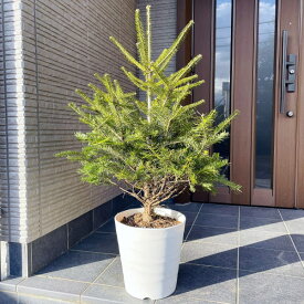 もみの木（モミノキ） 10号鉢 樹高1.2m前後(鉢底から) 鉢植え ウラジロモミノキ クリスマスツリー 本物のモミの木 樅ノ木【送料無料】