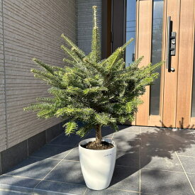 【スーパーSALE10%OFF】本物のもみの木 モミノキ モミの木 鉢植え 7号鉢 樹高1.0m前後(鉢底から) 苗 苗木 ウラジロモミ クリスマスツリー 本物の樅ノ木【送料無料】