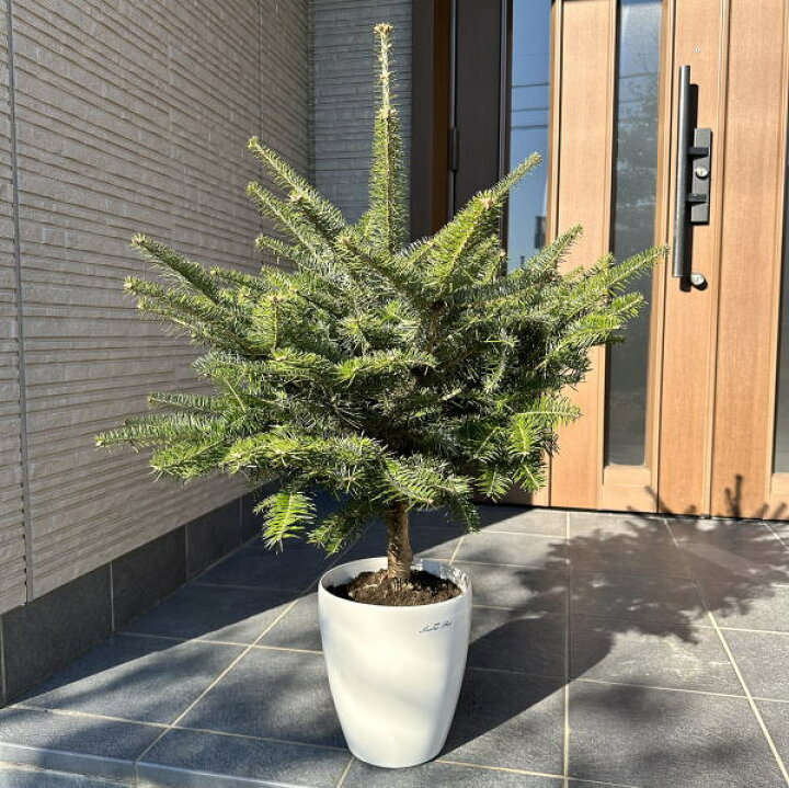 楽天市場 もみの木 モミノキ 鉢植え樹高1 0m前後 鉢底から ウラジロモミ クリスマスツリー 樅ノ木 送料無料 ぐりーんぐりーん