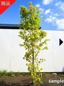 【現品発送】モミジ 桂(カツラ) 樹高1.8-2.2m(根鉢含まず)苗木 苗 カツラモミジ 紅葉 シンボルツリー 庭木 植木 落葉樹 落葉高木【送料無料】