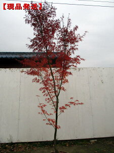 植木 盆栽 シンボルツリー 庭木 モミジの人気商品 通販 価格比較 価格 Com