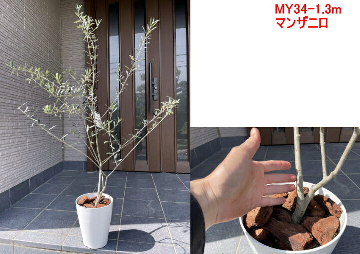 現品発送 植え替え不要 太いオリーブの木 選べる品種 シンボルツリー 庭木 植木 常緑樹 常緑高木 鉢植え 実のなるサイズ 送料無料 ぐりーんぐりーん ぐりーんぐりーん現品発送 10号鉢 太いオリーブの木 庭木 植木 常緑樹 常緑高木 Ellinghamhouse Co Uk
