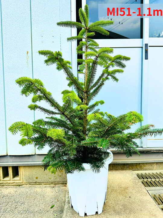 楽天市場】【現品発送】もみの木 モミノキ 本物のモミの木 鉢植え 10号 