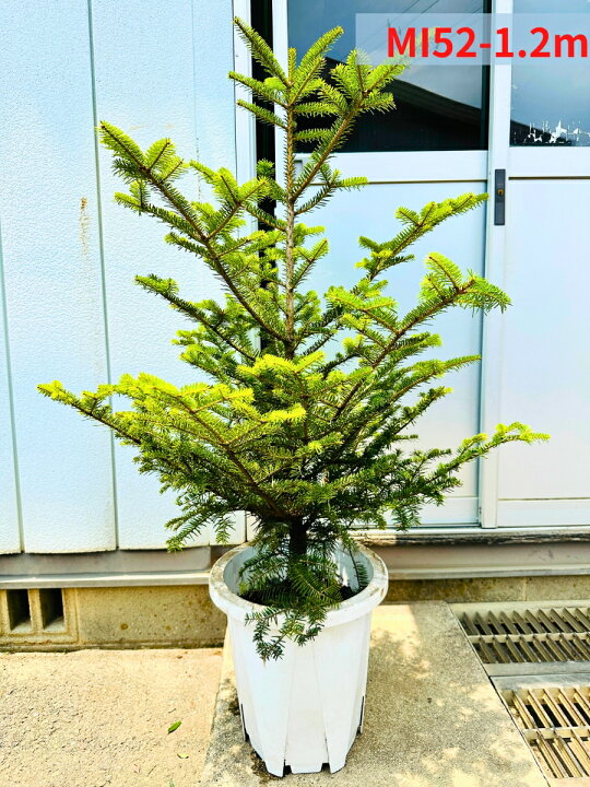 楽天市場】【現品発送】もみの木 モミノキ 本物のモミの木 鉢植え 10号 