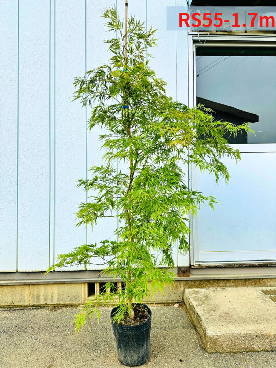 楽天市場】【現品発送】アオシダレモミジ (青枝垂れ紅葉) 樹高1.6-1.8m 