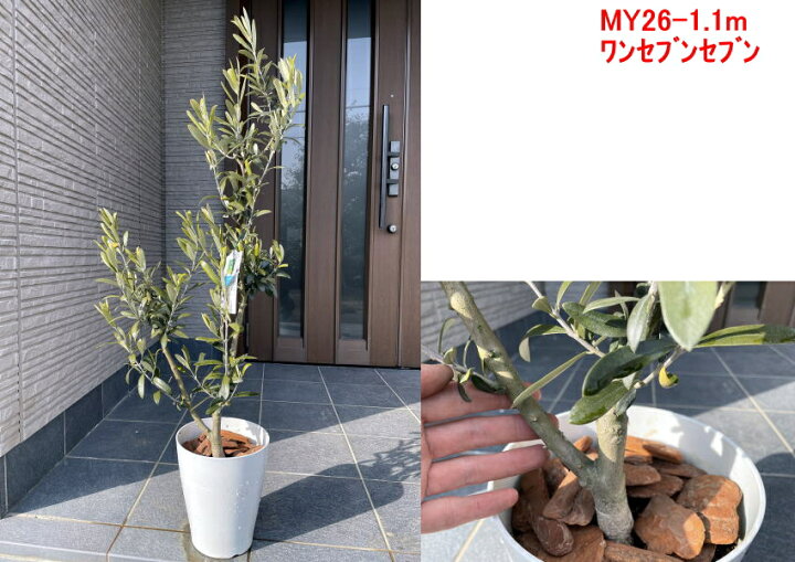 楽天市場 現品発送 オリーブの木 樹高1 0m 1 4m 鉢底から 7号化粧鉢 シンボルツリー 植木 常緑樹 常緑高木 鉢植え 観葉植物 送料無料 ぐりーんぐりーん