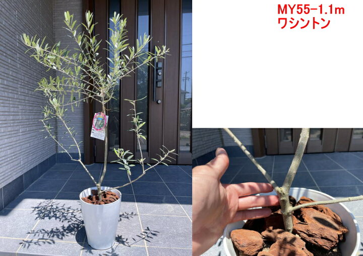オリーブの木 樹高1 0m 1 4m 鉢底から 観葉植物 鉢植え シンボルツリー 常緑樹 植木 7号化粧鉢 常緑高木