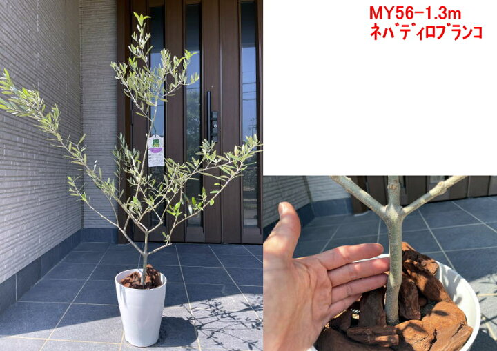 楽天市場 現品発送 オリーブの木 樹高1 0m 1 4m 鉢底から 7号化粧鉢 シンボルツリー 植木 常緑樹 常緑高木 鉢植え 観葉植物 送料無料 ぐりーんぐりーん