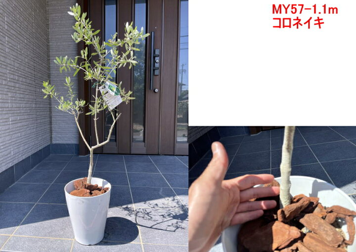 楽天市場 現品発送 オリーブの木 樹高1 0m 1 4m 鉢底から 7号化粧鉢 シンボルツリー 植木 常緑樹 常緑高木 鉢植え 観葉植物 送料無料 ぐりーんぐりーん