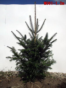 植木 盆栽 もみの木の人気商品 通販 価格比較 価格 Com