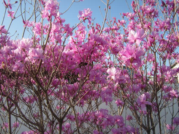 綺麗は紫花 ミツバツツジ樹高1.2m以上 根鉢含まず 紫花 ファクトリーアウトレット 美品 花木 落葉低木 落葉樹 庭木 植木 送料無料