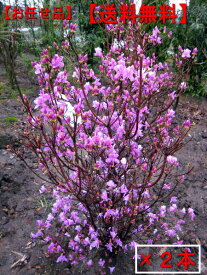 ミツバツツジ2本セット(紫花)樹高80cm前後(根鉢含まず）　花木　庭木　植木　落葉樹　落葉低木【送料無料】