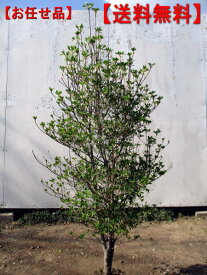 ドウダンツツジ 白花樹高1.2m前後(根鉢含まず) 花木 庭木 植木 落葉樹 落葉低木【送料無料】