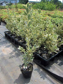 楽天市場 マサキ 生垣の通販 楽天市場 マサキ 生垣の通販