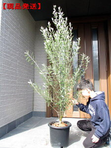 オリーブ シンボルツリー 盆栽 植木の人気商品 通販 価格比較 価格 Com