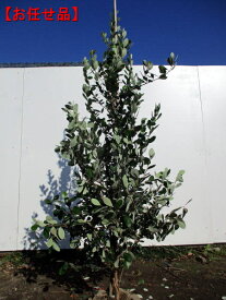 選べる品種フェイジョア アポロ・トライアンフ 1.5m前後(根鉢含まず) 果樹苗 シンボルツリー 庭木 植木 常緑樹 常緑高木