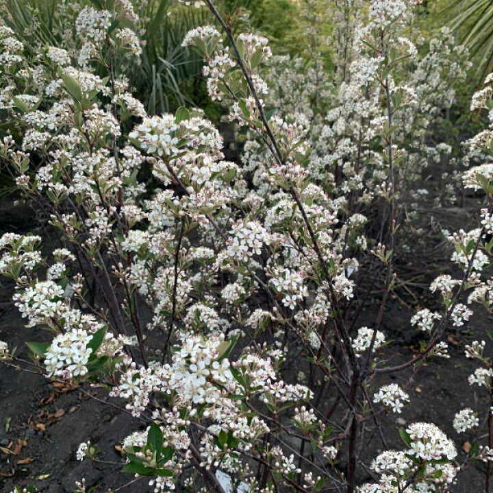 ピンク花品種 ジューンベリー ロビンヒル 樹高1 7 2 4m 根鉢含まず 庭木 シンボルツリー 落葉樹 植木 落葉高木 ピンク花品種 ジューンベリー ロビンヒル 樹高1 7 2 4m 根鉢含まず 庭木 シンボルツリー 落葉樹 植木 落葉高木