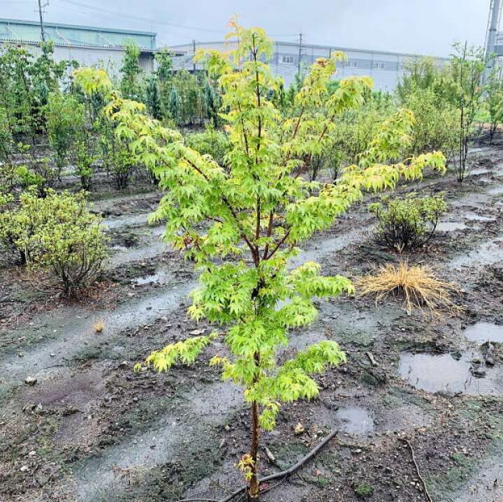 楽天市場 サンゴカクモミジ 珊瑚閣 珊瑚閣 樹高1 8m前後 根鉢含まず 紅葉 シンボルツリー 庭木 植木 落葉樹 落葉高木 送料無料 ぐりーんぐりーん