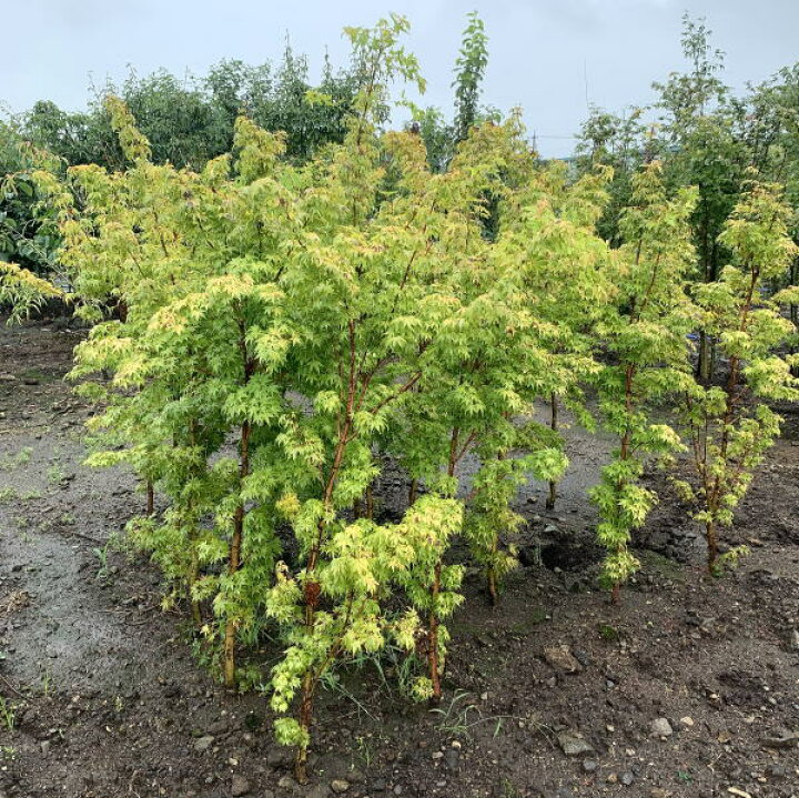 楽天市場 サンゴカクモミジ 珊瑚閣 珊瑚閣 樹高1 5m 根鉢含まず 紅葉 シンボルツリー 庭木 植木 落葉樹 落葉高木 送料無料 ぐりーんぐりーん