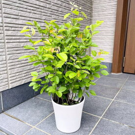 楽天市場 ジューンベリー リージェントの通販