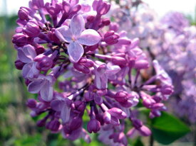 ライラック 紫花 1.5m前後(根鉢含まず) シンボルツリー 庭木 植木 落葉樹 落葉高木【送料無料】