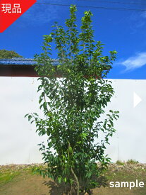 【現品発送】ソヨゴ 雌株 株立ち 樹高2.0-2.2m(根鉢含まず）ソヨゴの木 花 シンボルツリー 庭木 植木 常緑樹 常緑高木 新築祝い 苗 目隠し