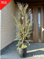 【スーパーセール10%OFF】【現品発送】カッパーグロー 9号 樹高2.2-2.6m(鉢底から）レプトスペルマム テ…